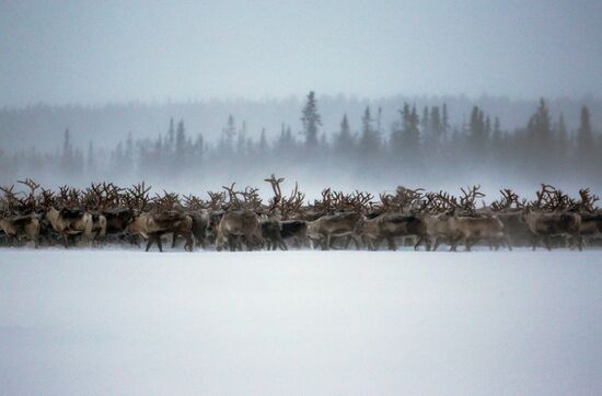Tundra agricultural production cooperative in Murmansk Region