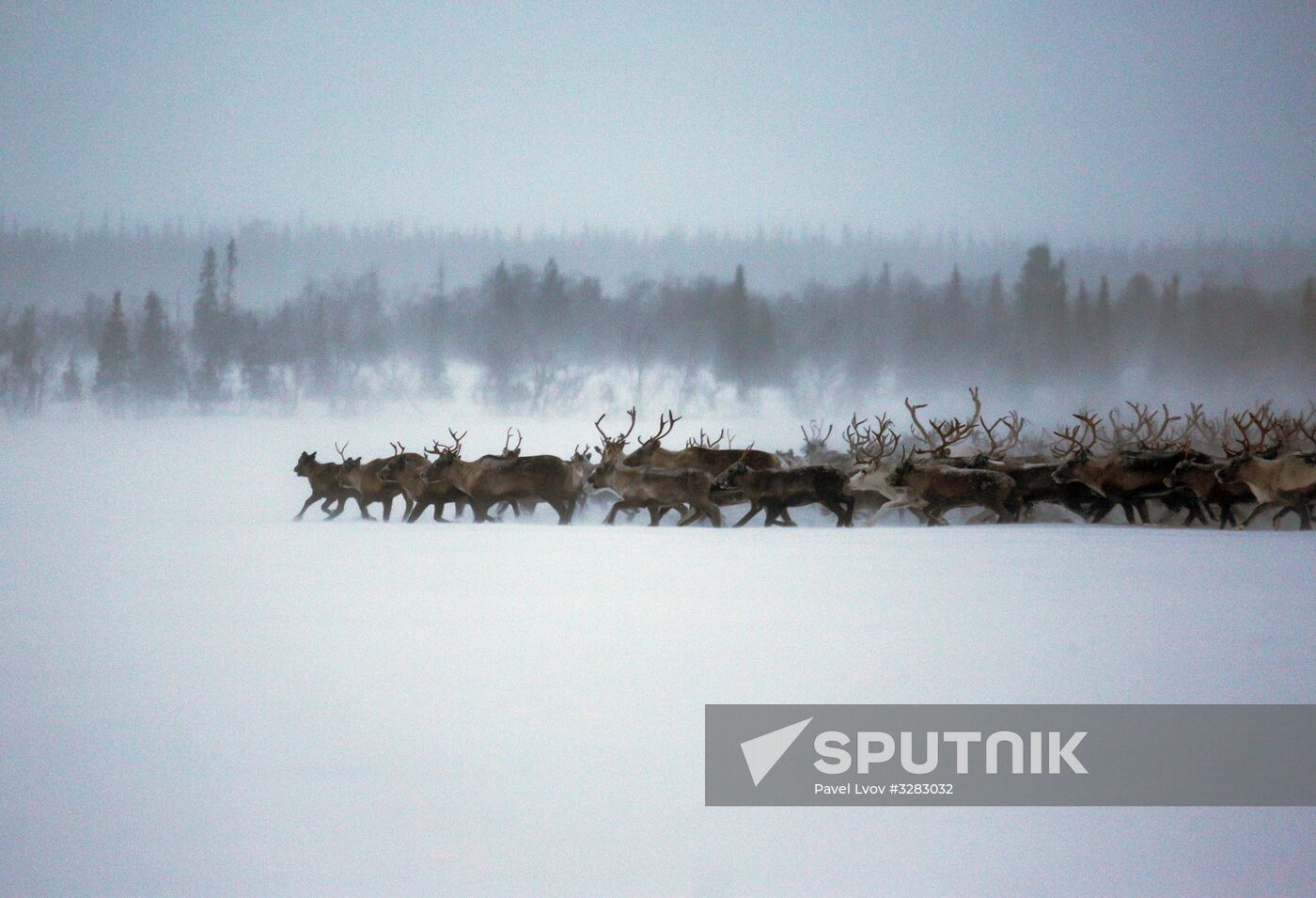 Tundra agricultural production cooperative in Murmansk Region