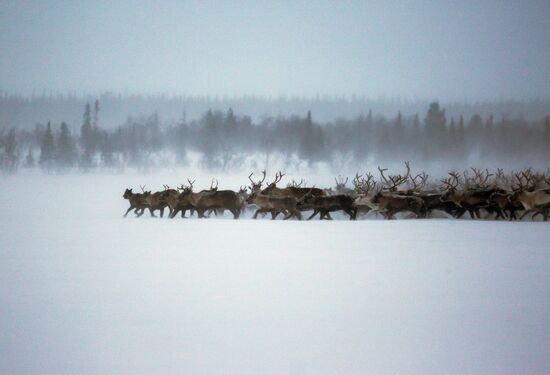 Tundra agricultural production cooperative in Murmansk Region