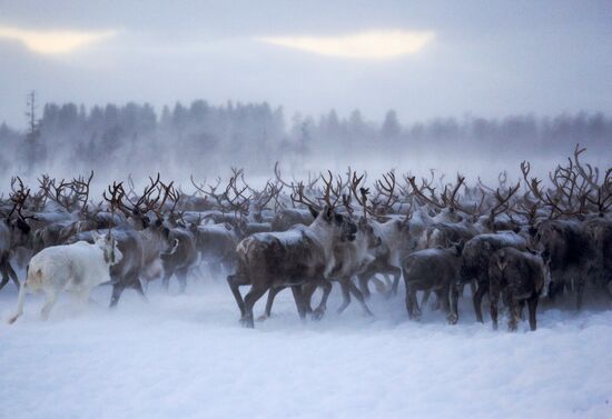 Tundra agricultural production cooperative in Murmansk Region