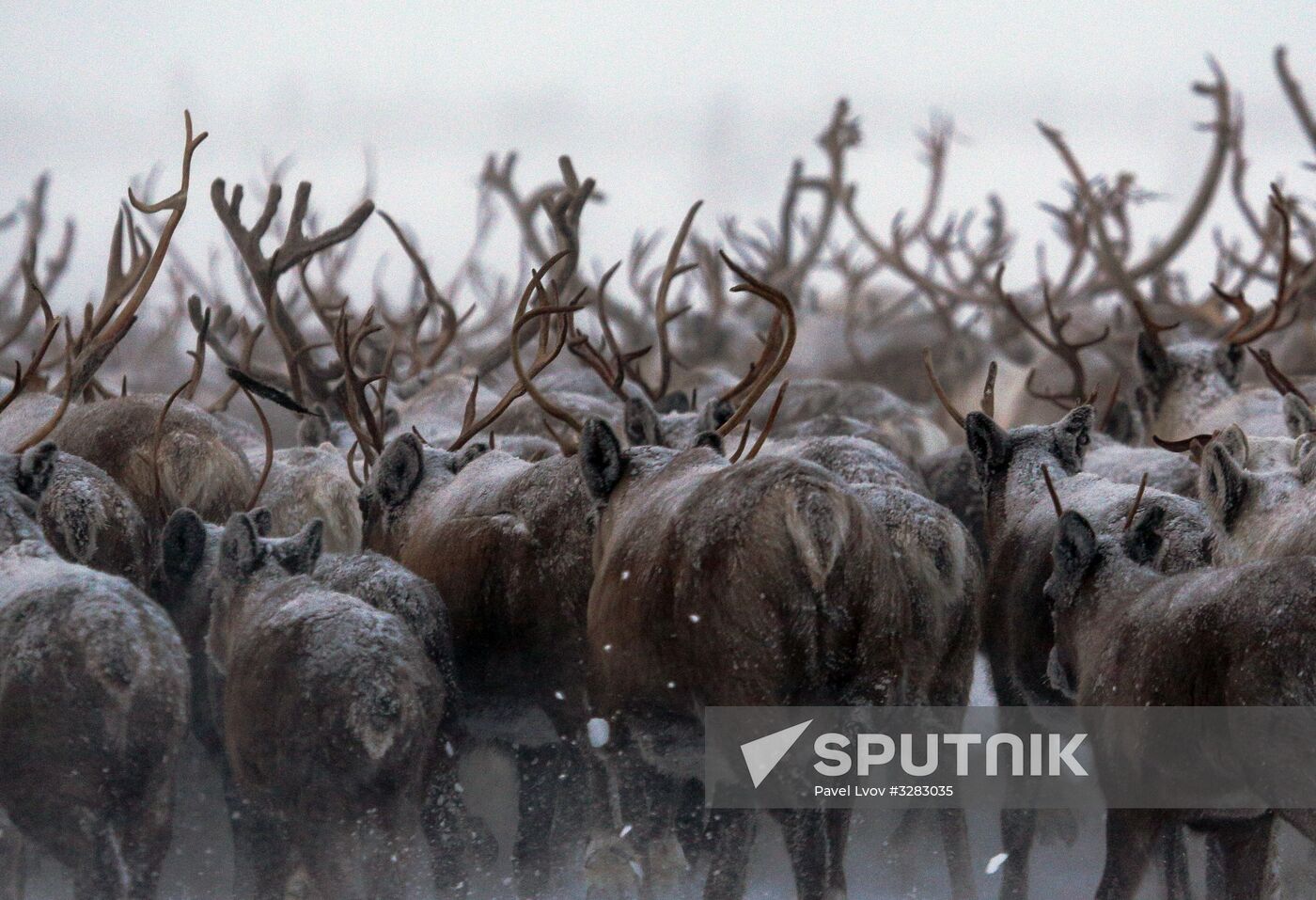 Tundra agricultural production cooperative in Murmansk Region