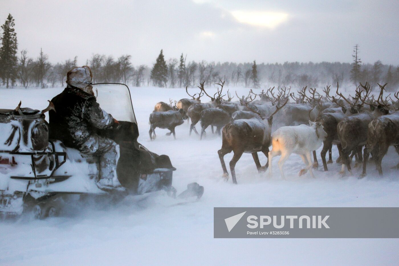 Tundra agricultural production cooperative in Murmansk Region