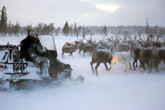 Tundra agricultural production cooperative in Murmansk Region