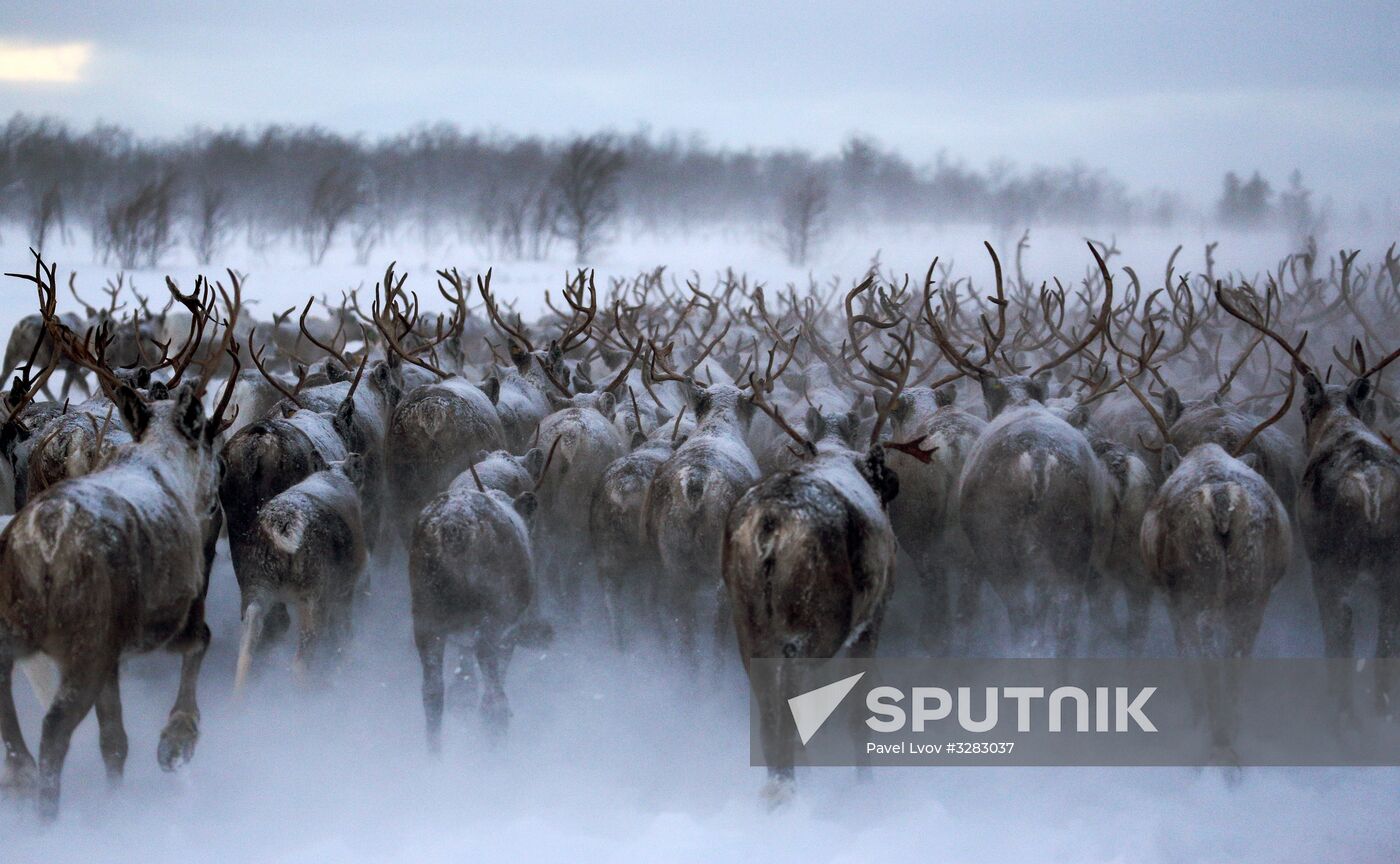 Tundra agricultural production cooperative in Murmansk Region
