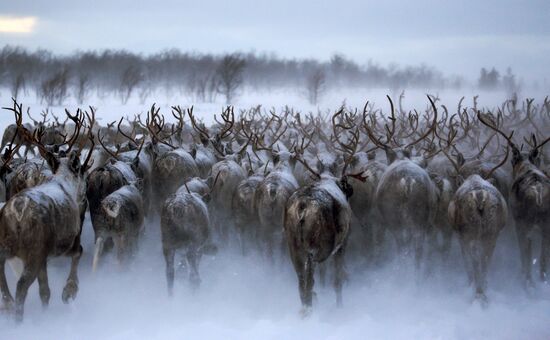 Tundra agricultural production cooperative in Murmansk Region