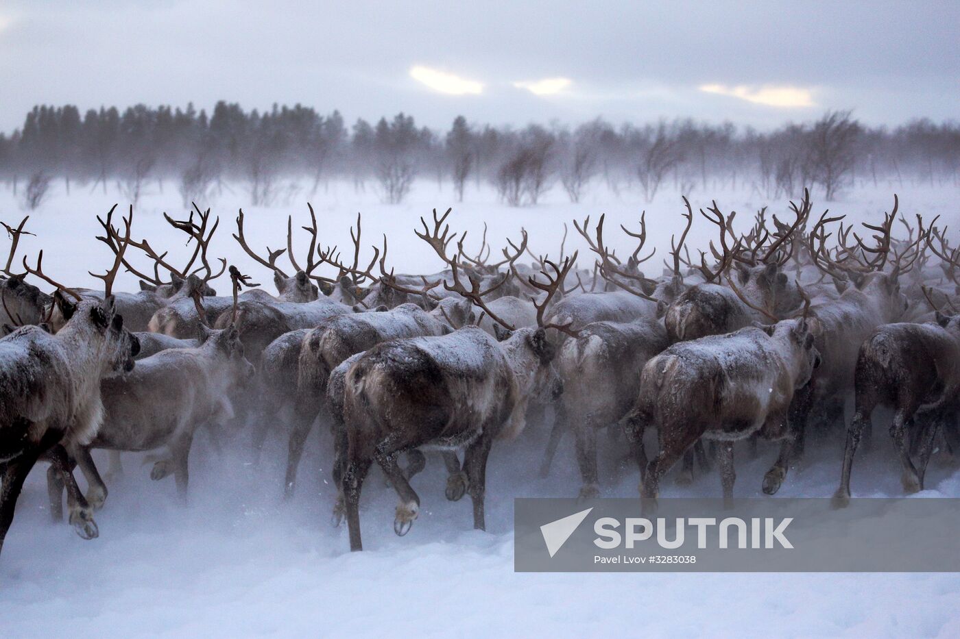 Tundra agricultural production cooperative in Murmansk Region