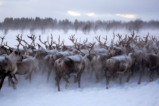 Tundra agricultural production cooperative in Murmansk Region