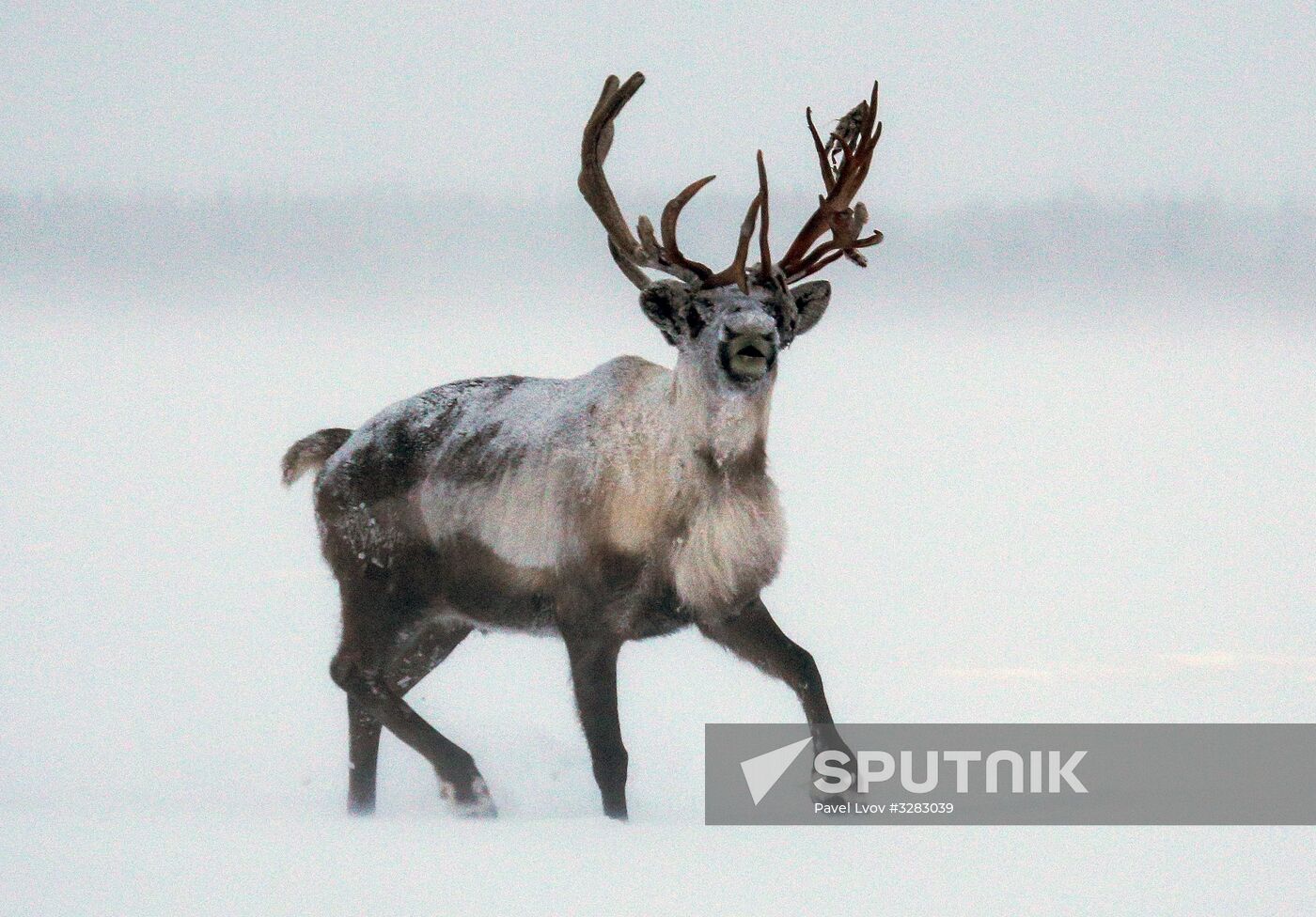 Tundra agricultural production cooperative in Murmansk Region