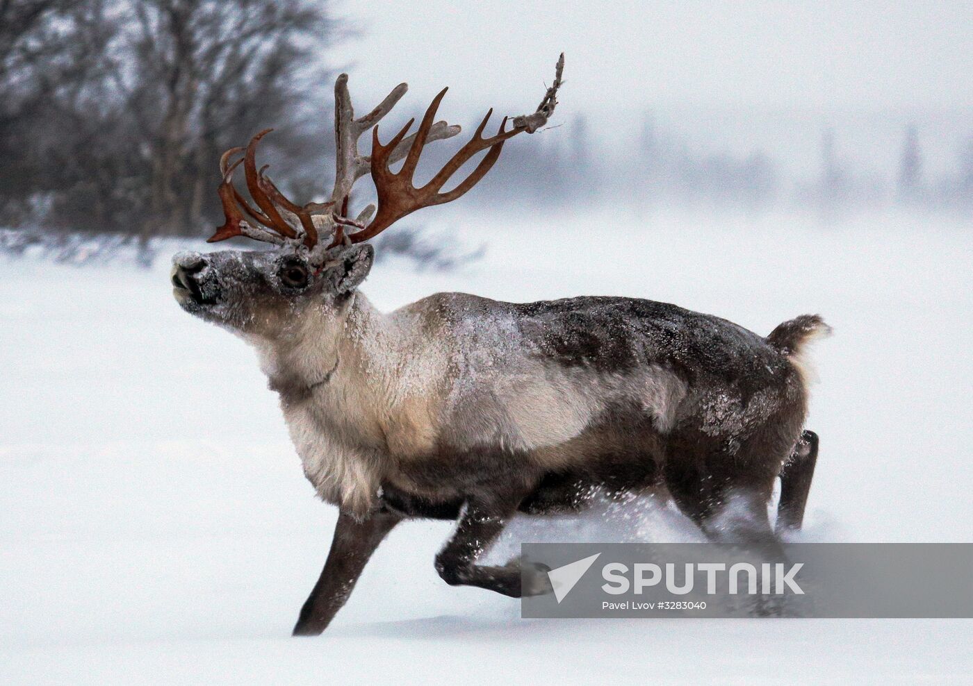 Tundra agricultural production cooperative in Murmansk Region