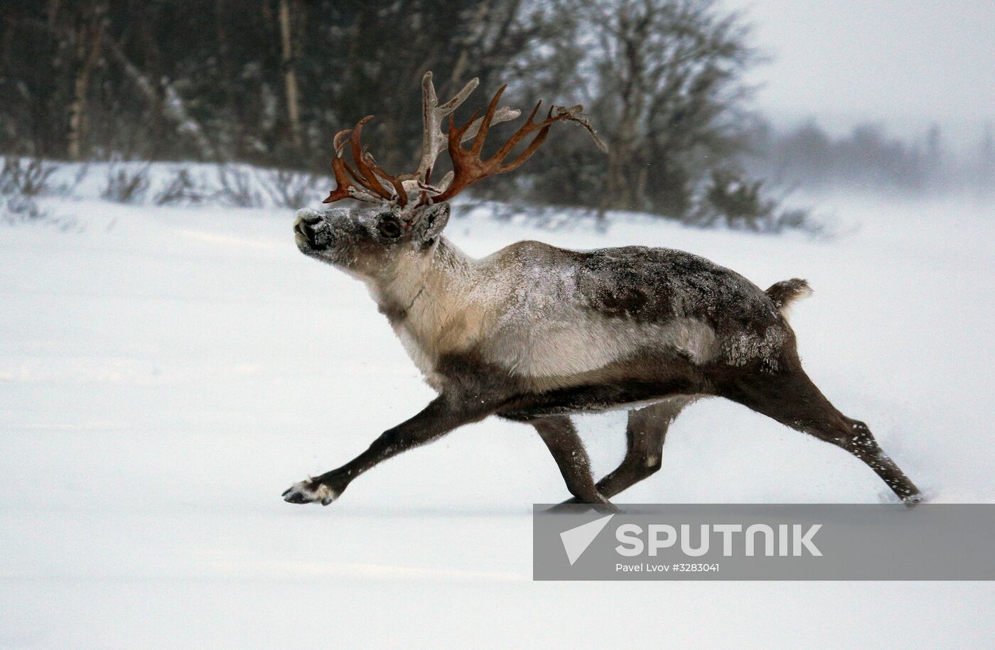 Tundra agricultural production cooperative in Murmansk Region