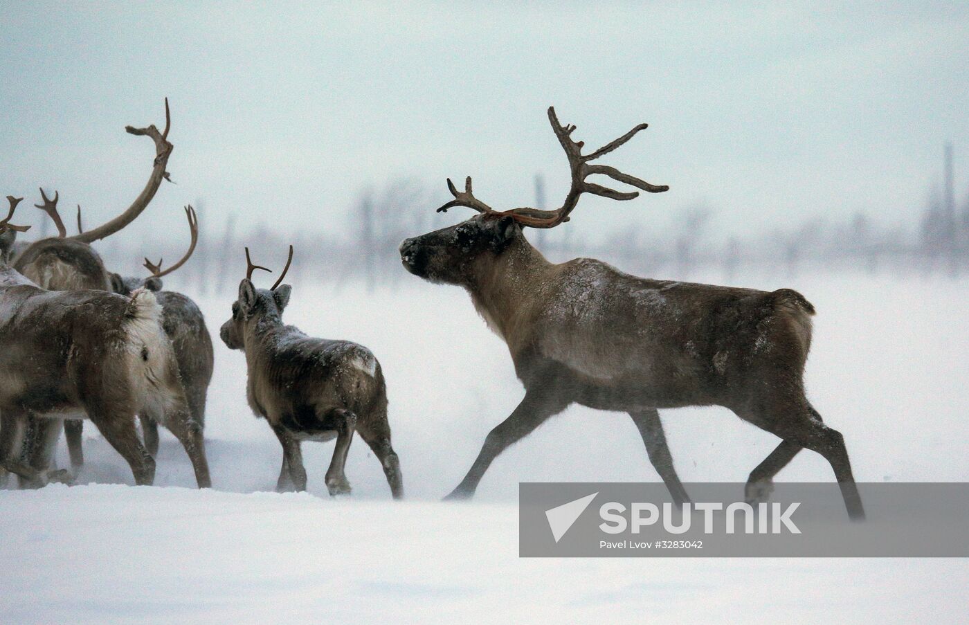 Tundra agricultural production cooperative in Murmansk Region