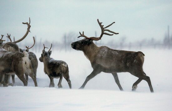 Tundra agricultural production cooperative in Murmansk Region