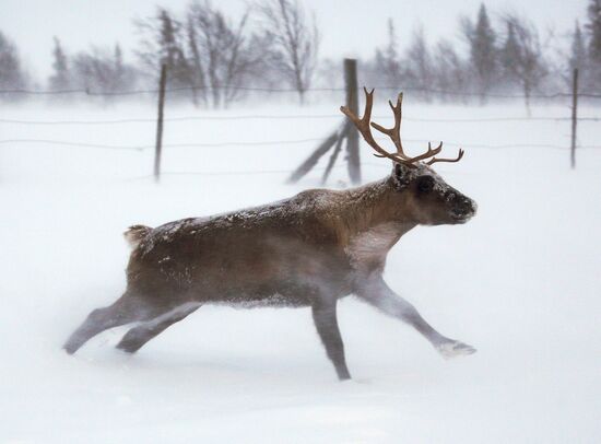Tundra agricultural production cooperative in Murmansk Region