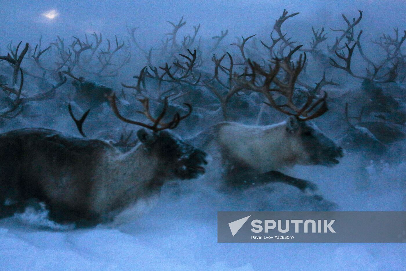 Tundra agricultural production cooperative in Murmansk Region