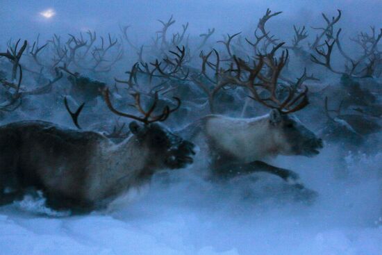 Tundra agricultural production cooperative in Murmansk Region