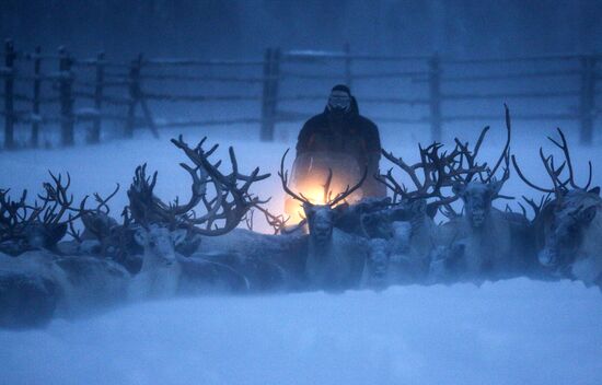 Tundra agricultural production cooperative in Murmansk Region