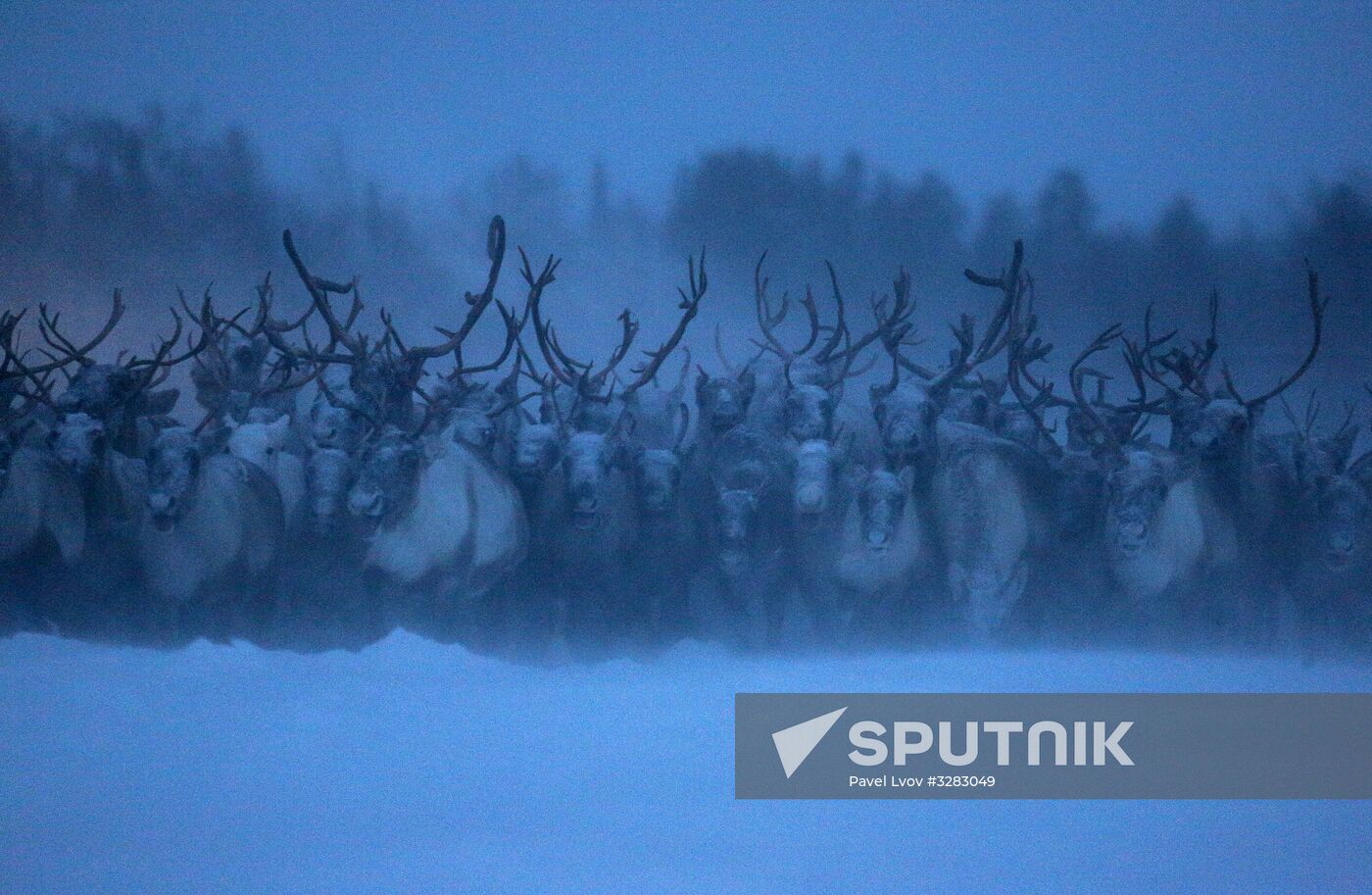 Tundra agricultural production cooperative in Murmansk Region