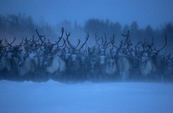 Tundra agricultural production cooperative in Murmansk Region