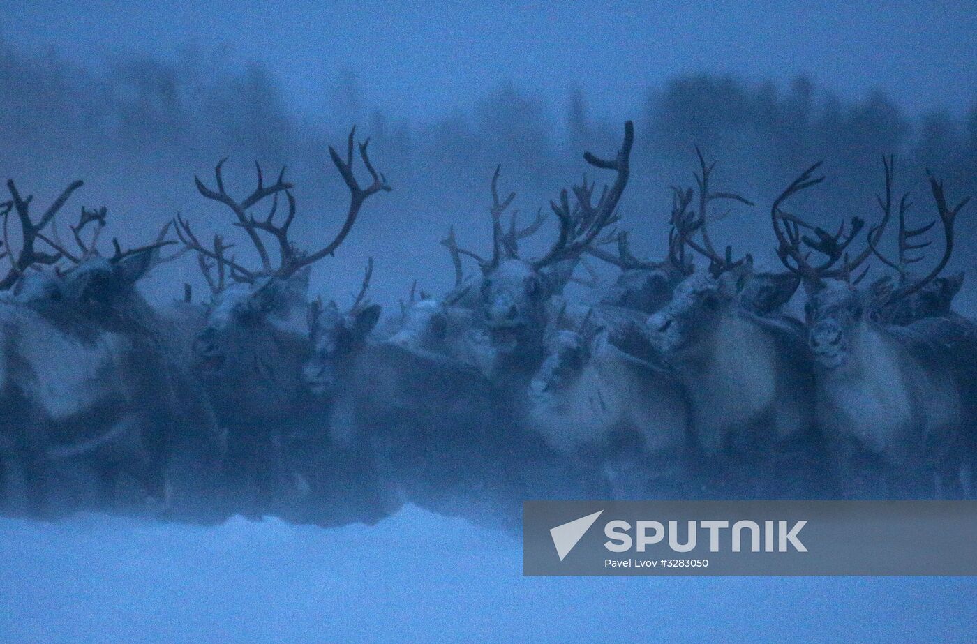 Tundra agricultural production cooperative in Murmansk Region