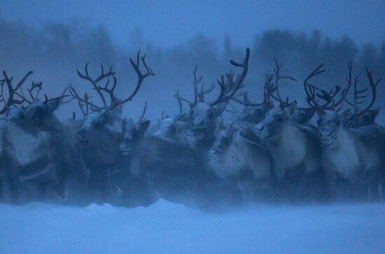 Tundra agricultural production cooperative in Murmansk Region