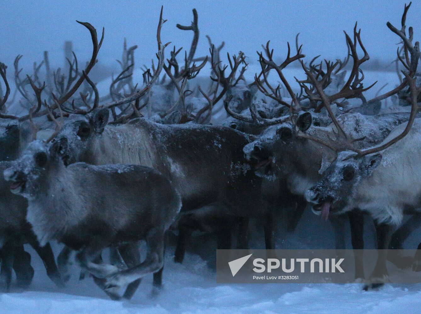 Tundra agricultural production cooperative in Murmansk Region