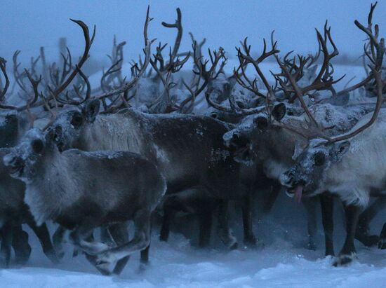 Tundra agricultural production cooperative in Murmansk Region
