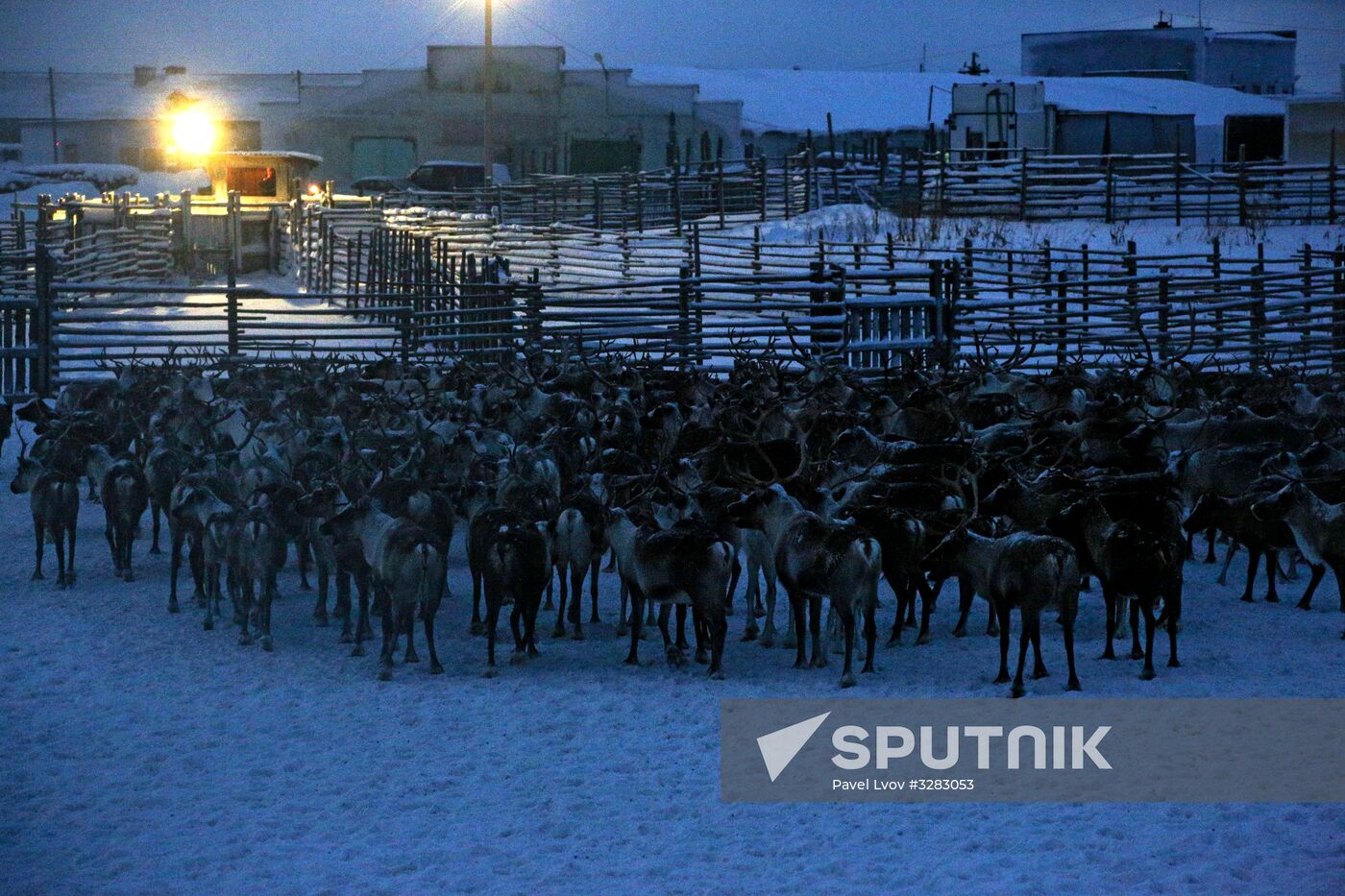 Tundra agricultural production cooperative in Murmansk Region