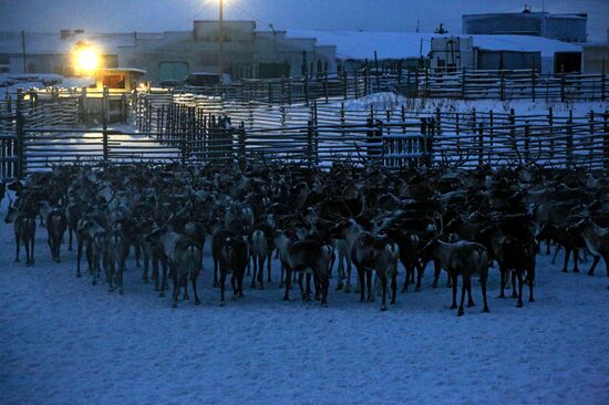Tundra agricultural production cooperative in Murmansk Region