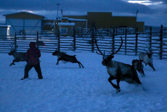 Tundra agricultural production cooperative in Murmansk Region