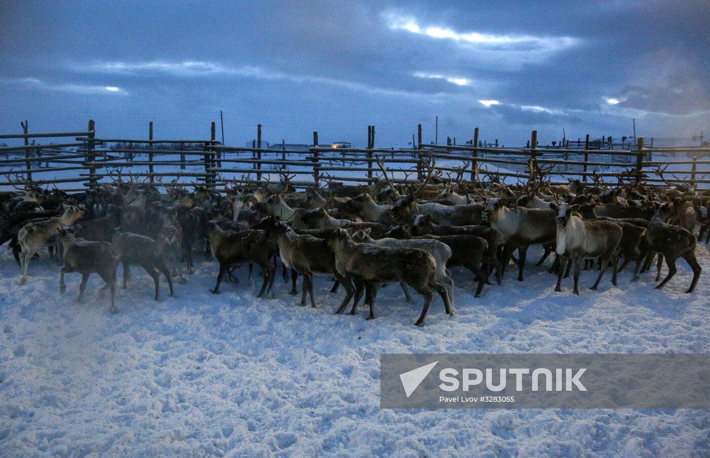 Tundra agricultural production cooperative in Murmansk Region