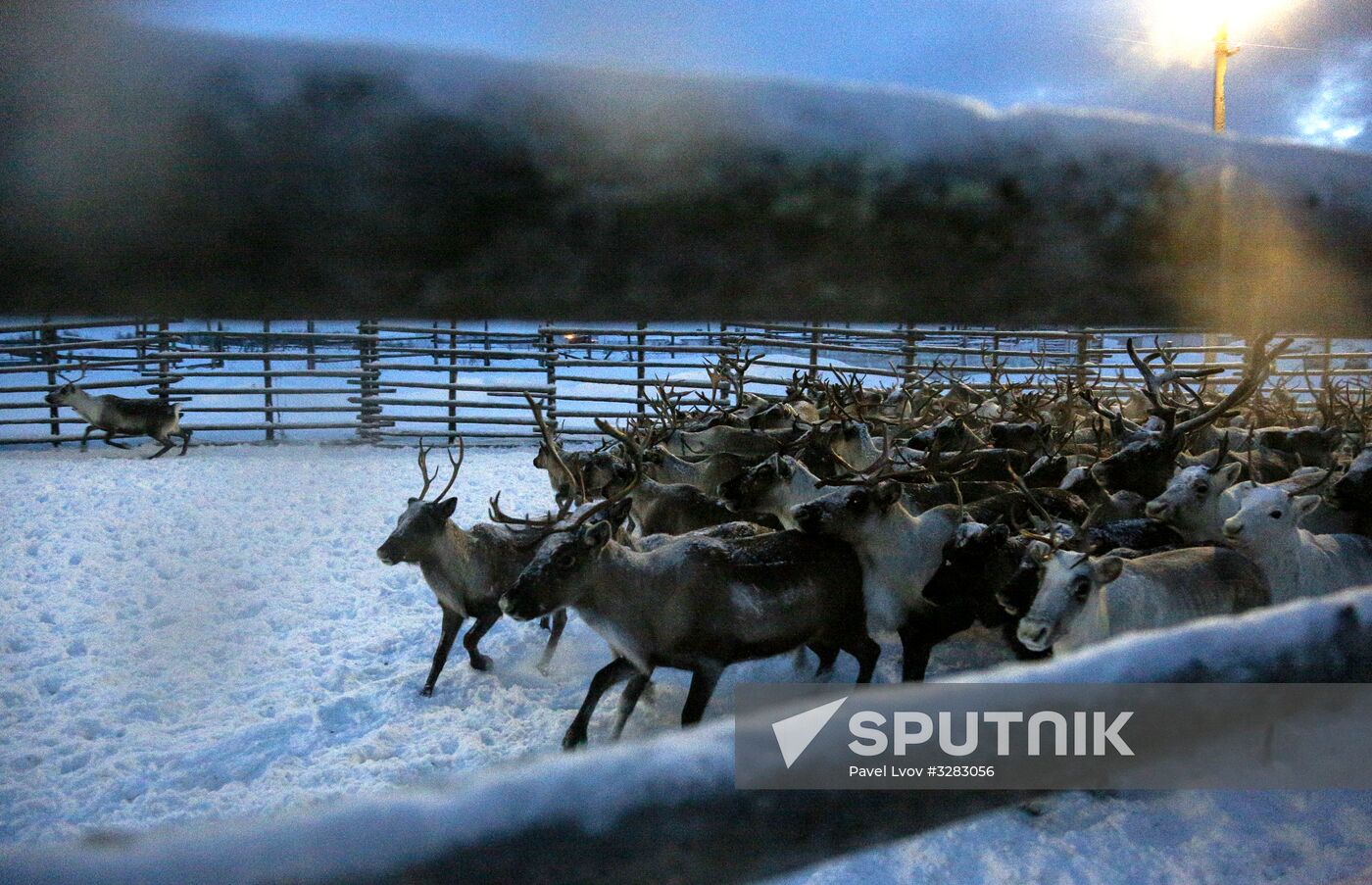 Tundra agricultural production cooperative in Murmansk Region