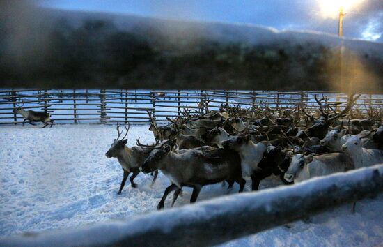 Tundra agricultural production cooperative in Murmansk Region