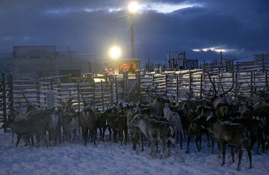 Tundra agricultural production cooperative in Murmansk Region