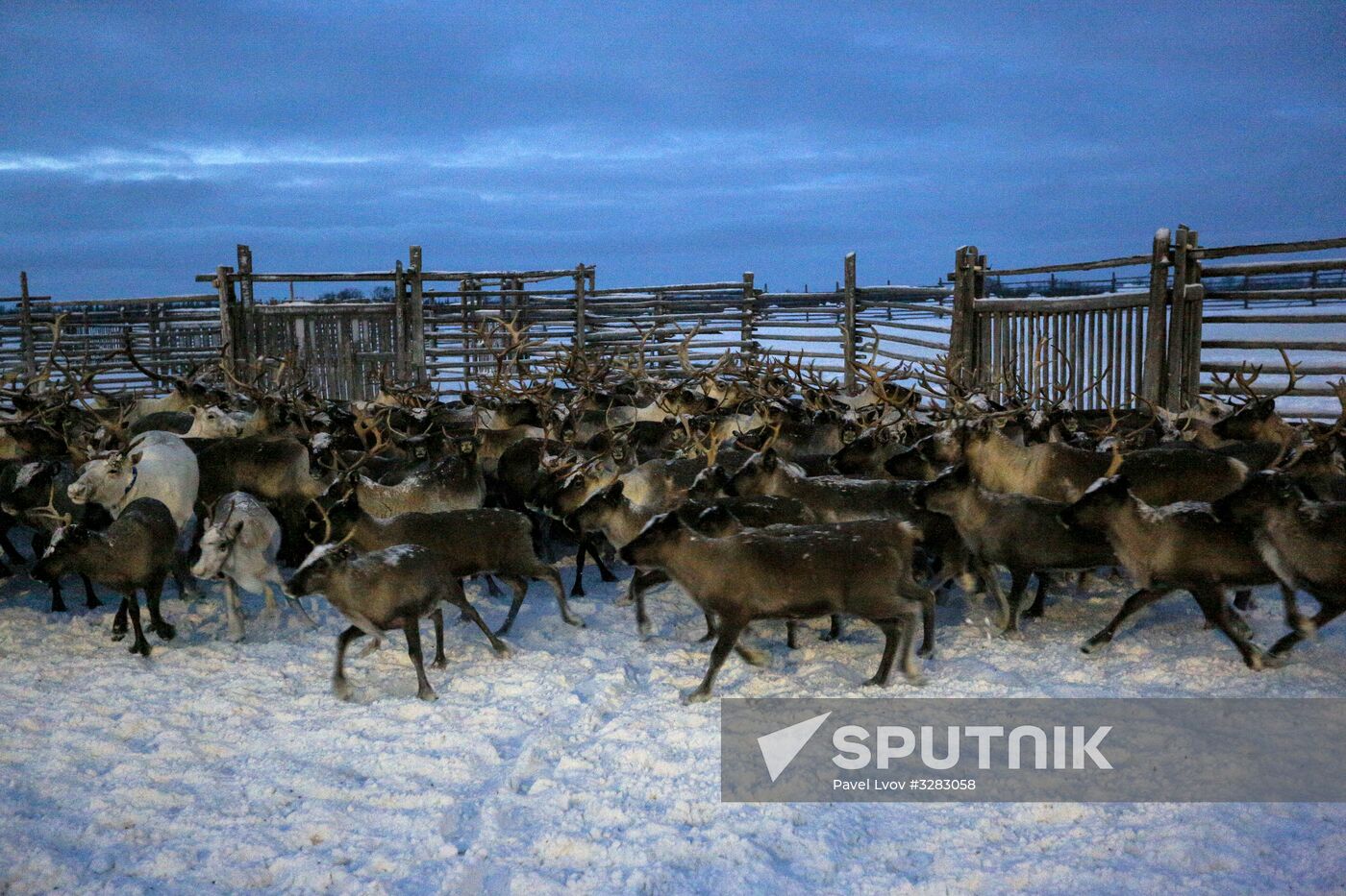 Tundra agricultural production cooperative in Murmansk Region