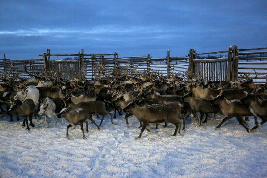 Tundra agricultural production cooperative in Murmansk Region