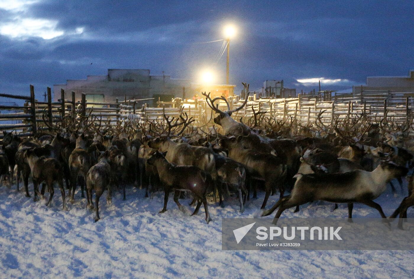 Tundra agricultural production cooperative in Murmansk Region