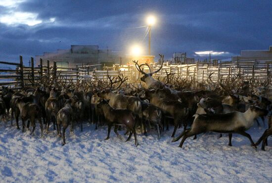 Tundra agricultural production cooperative in Murmansk Region