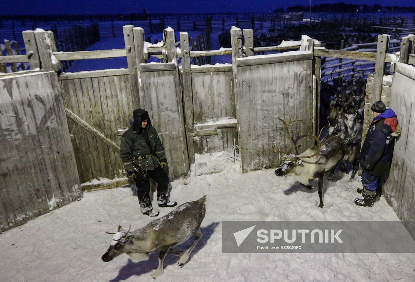 Tundra agricultural production cooperative in Murmansk Region