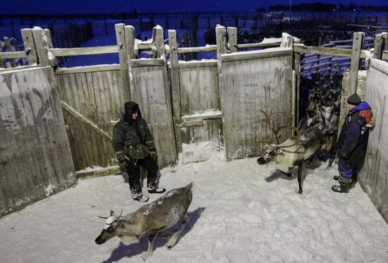 Tundra agricultural production cooperative in Murmansk Region