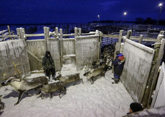 Tundra agricultural production cooperative in Murmansk Region