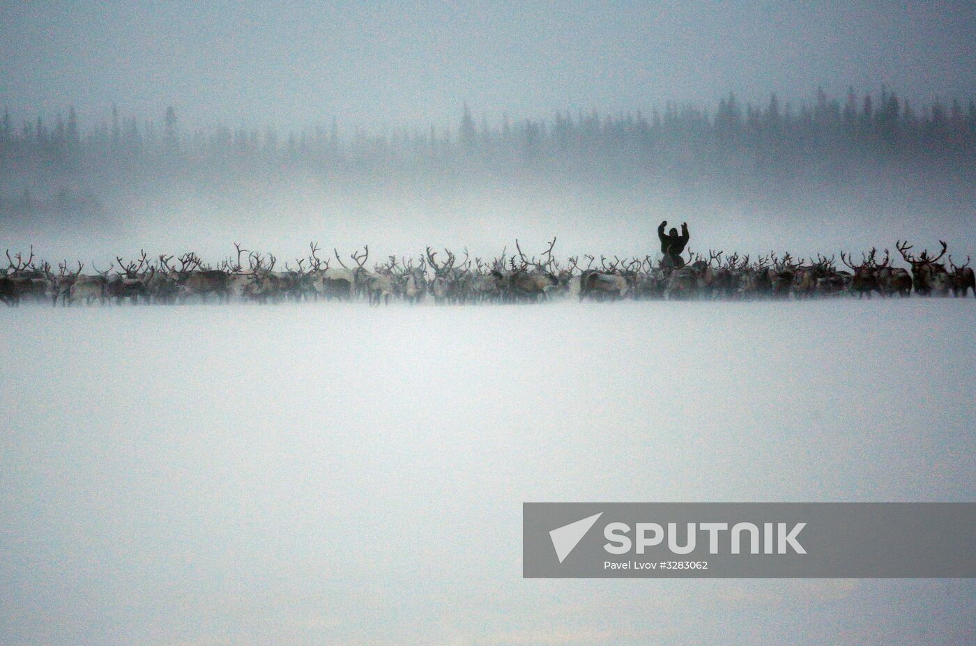 Tundra agricultural production cooperative in Murmansk Region