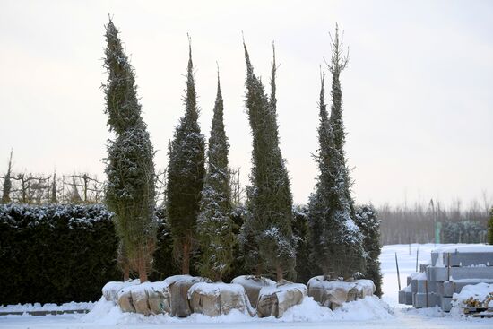 Lining-out nursery of planting stock for Moscow
