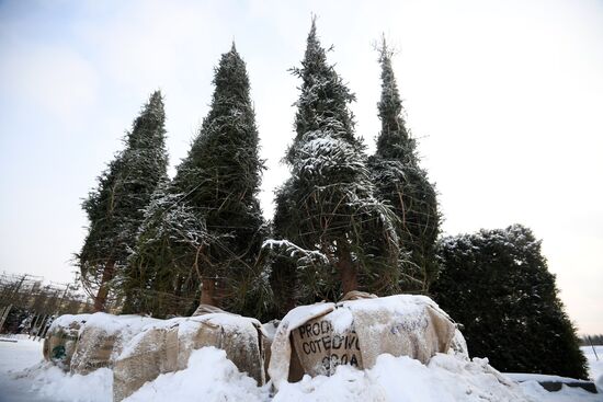 Lining-out nursery of planting stock for Moscow