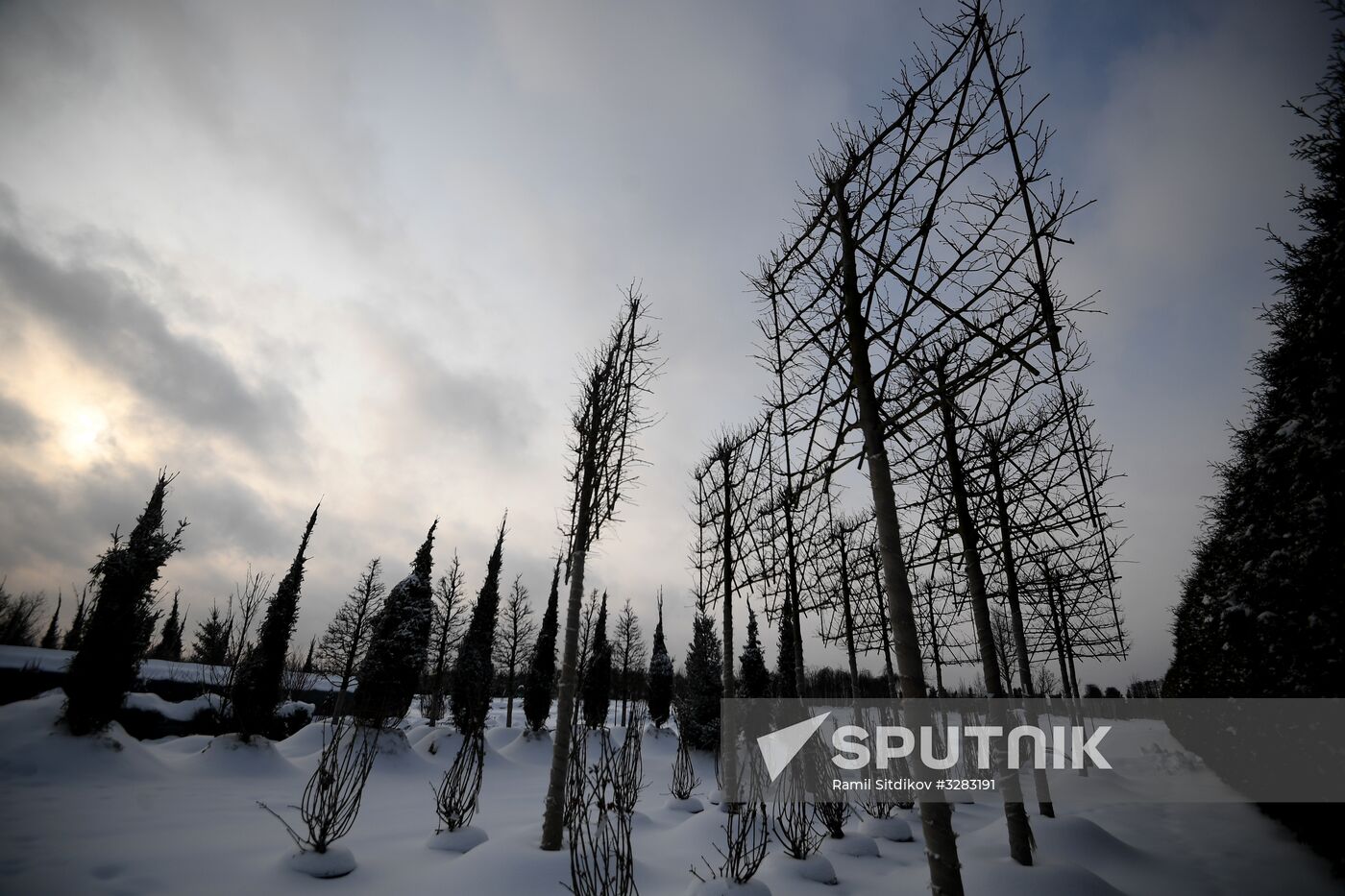 Lining-out nursery of planting stock for Moscow