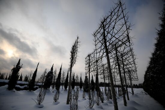 Lining-out nursery of planting stock for Moscow