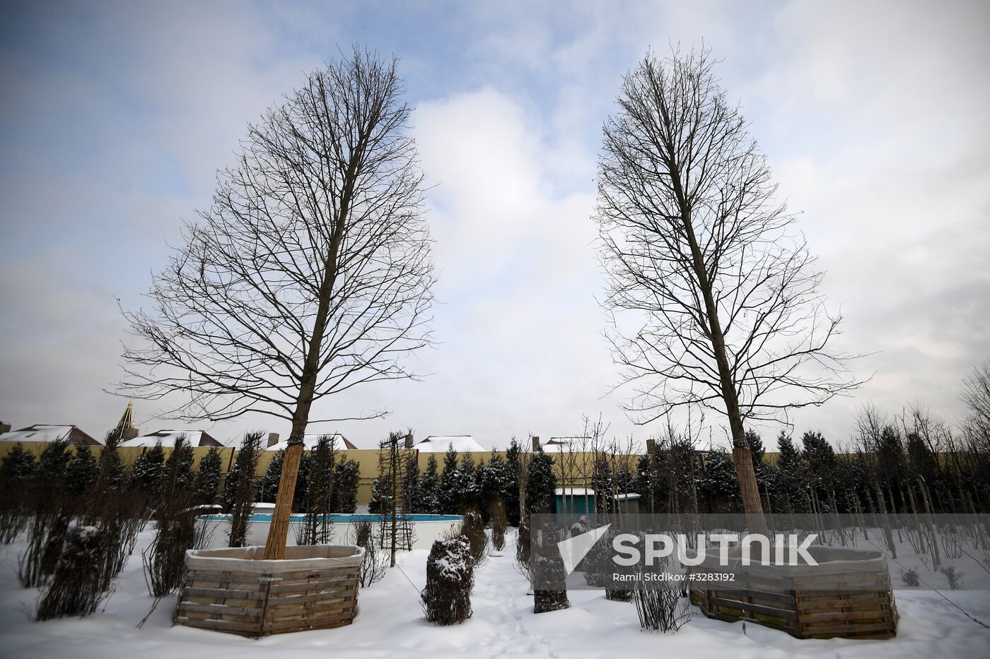 Lining-out nursery of planting stock for Moscow