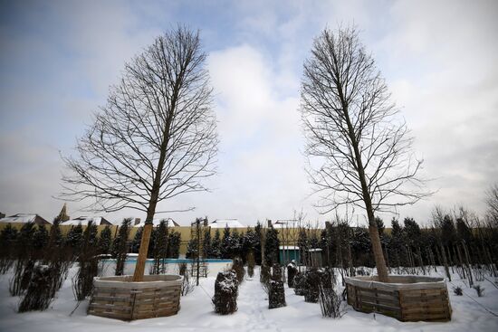 Lining-out nursery of planting stock for Moscow