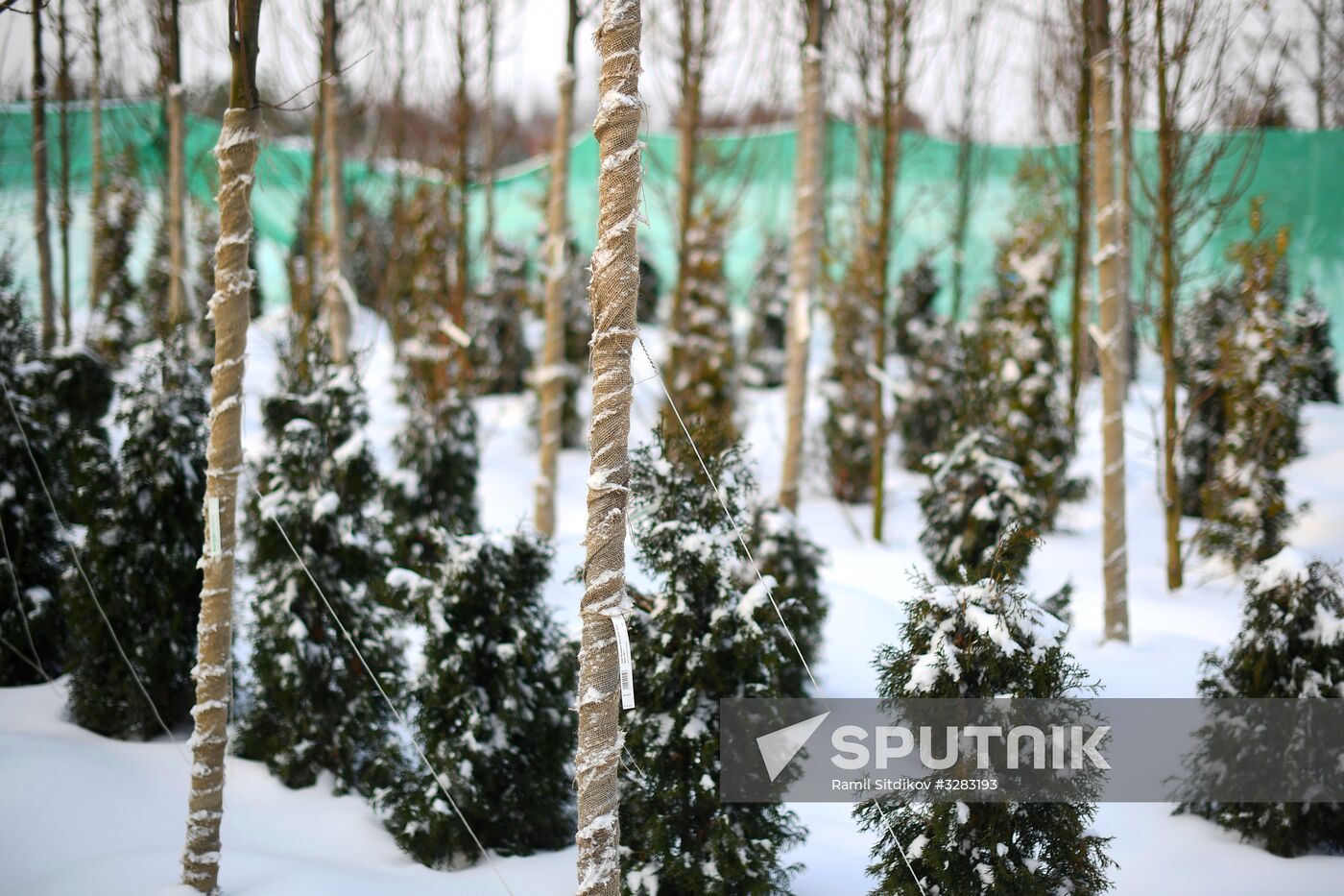 Lining-out nursery of planting stock for Moscow