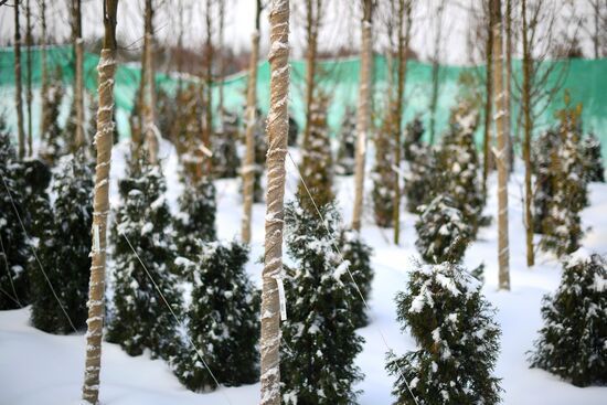 Lining-out nursery of planting stock for Moscow