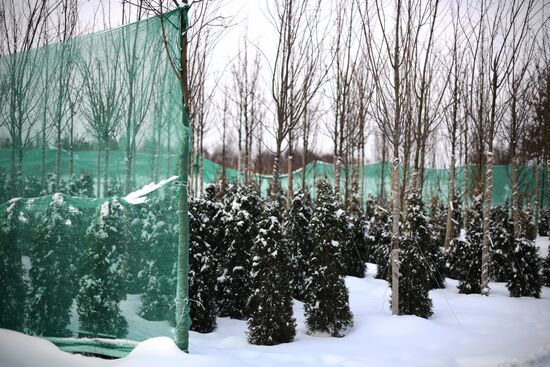 Lining-out nursery of planting stock for Moscow